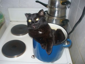 Create meme: cats, katamatite, the cat in the pan
