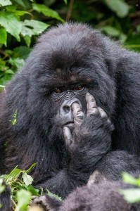 Create meme: goril, funny pictures of animals, gorilla