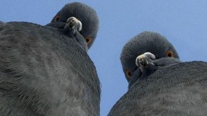 Create meme: pigeon meat, pigeons funny pictures, birds