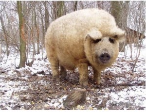 Создать мем: венгерская мангалица, мясная порода свиней мангалица, мангалица порода свиней