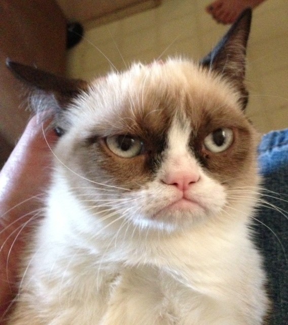 Create meme: the most Snuffy cat ever, grumpy cat , unhappy cat 