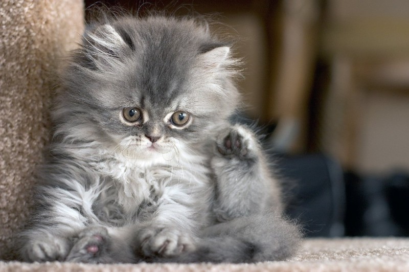Create meme: fluffy kittens , grey fluffy kitten, cute grey fluffy kittens