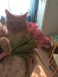 Create meme: cat in spring bouquet, kitty, cat