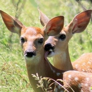 Create meme: deer, animals, animal deer