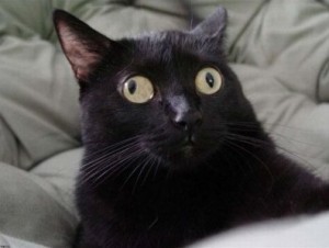 Create meme: signal lost cat, cat eyes in different directions, cross-eyed black cat