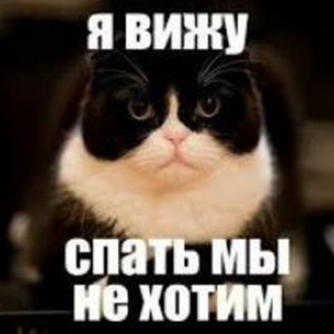 Создать мем: пойдука я спать, мемы, funny cat