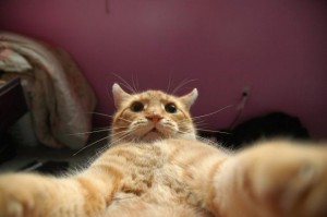 Create meme: red cat selfie, catsvill, cat