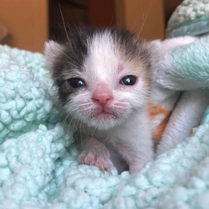 Create meme: cute cats , cat , newborn kittens
