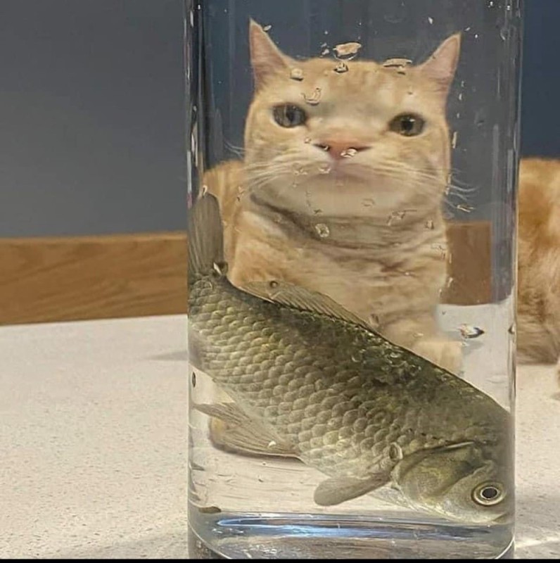 Создать мем: кот и рыбка, кот кот, рыба кошка