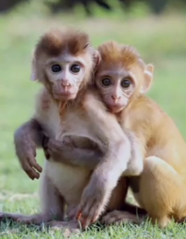 Create meme: beautiful monkey, javanese macaque, little monkeys are friends