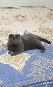 Create meme: Scottish fold cat blue, Scottish fold, Scottish fold cat