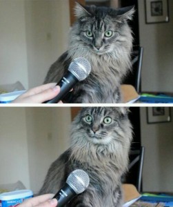 Create meme: seals, surprised cat with microphone meme, cat with microphone