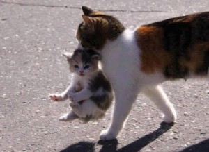 Create meme: tortoiseshell cat, the cat carries a kitten