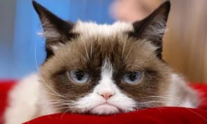Create meme: grumpy cat, sad cat, unhappy cat