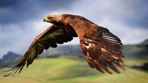 Create meme: stroke, wings flight, talons of the eagle