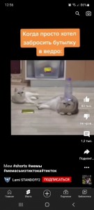 Create meme: cat, funny cats, funny cats