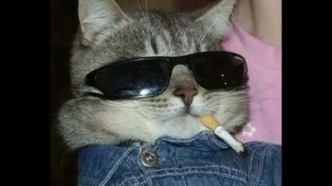 Create meme: cat with a cigarette, a cat with glasses and a cigarette, cat in glasses 