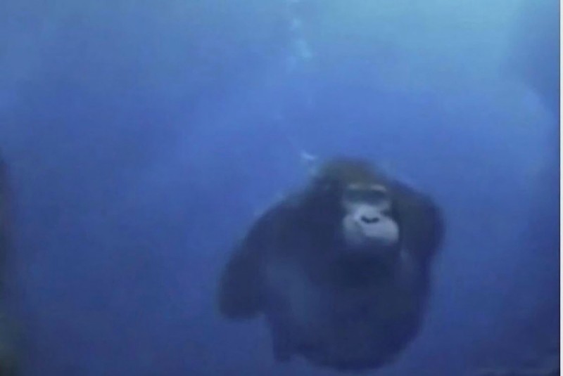 Create meme: monkey under water, gorilla under water, monkey swims underwater