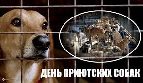 Create meme: dog shelter, Shelter Dogs Day on August 1st, the dog is behind bars