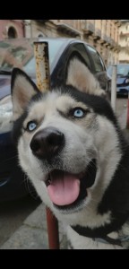 Create meme: husky, Siberian husky, husky dog