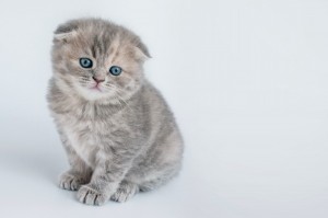 Создать мем: котенок британец шотландец вислоухий маленький, самые красивые шотландские котята, скоттиш фолд