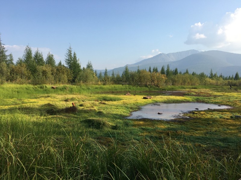 Create meme: pond in the field, nature , Altai lake