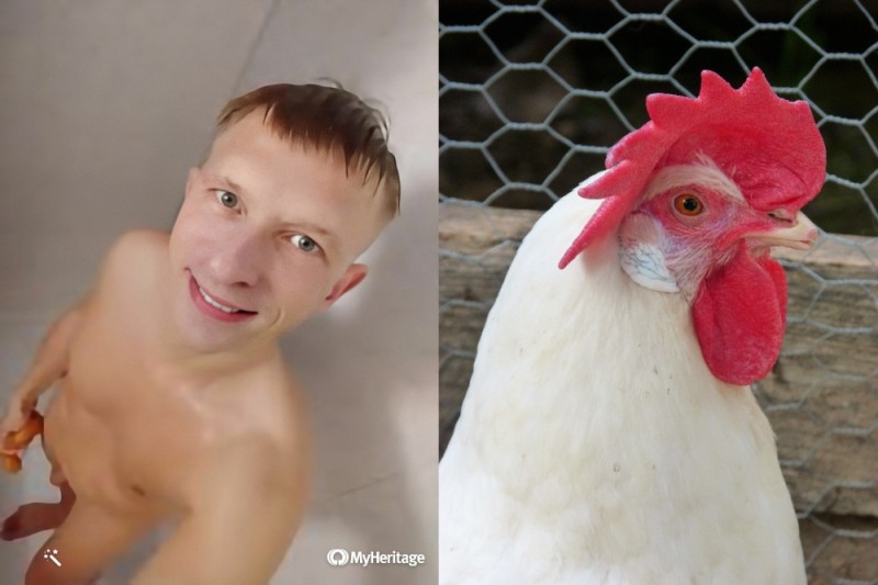 Create meme: chicken bird, The rooster is a bird, rooster face