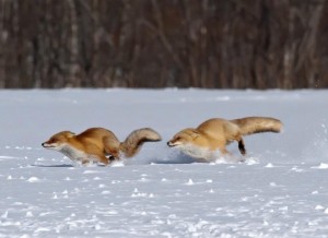 Create meme: Fox in the snow, Fox in winter, Fox