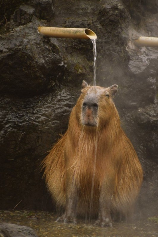 Create meme: a pet capybara, capybara honey, capybarin