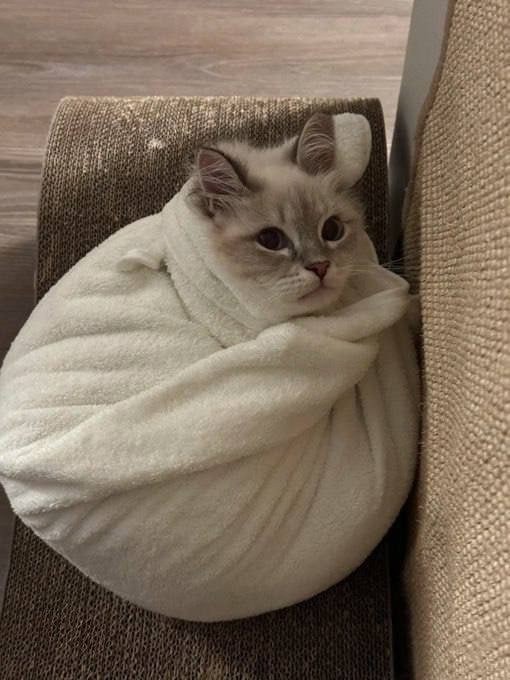 Create meme: a cat wrapped in a blanket, cat , cat 