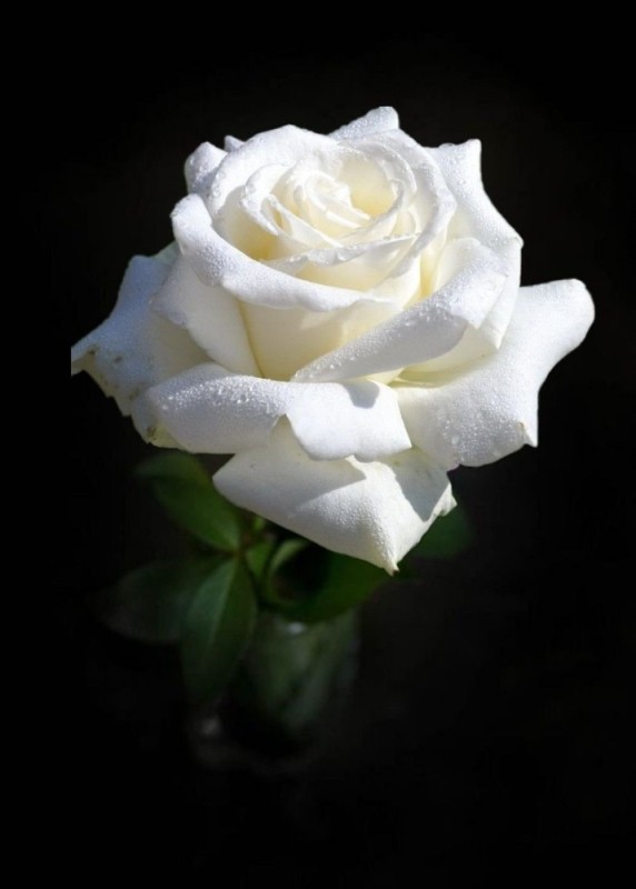 Create meme: white roses , the white rose is blooming, rose white rose