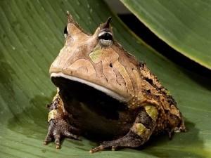 Create meme: toad slingshot, horned frog