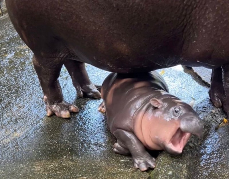 Create meme: baby hippo, common Hippo, little hippos