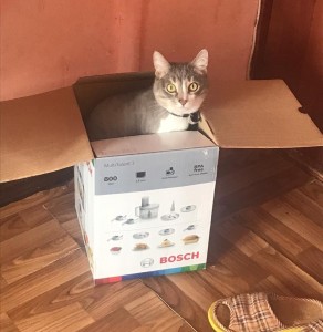 Create meme: cat, cat in a little box, cat in a box