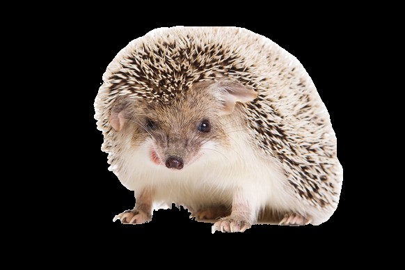 Create meme: hedgehog on a white background, hedgehog on a transparent background, hedgehogs