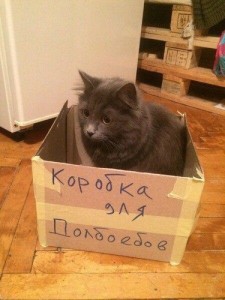 Create meme: cat, cat in box