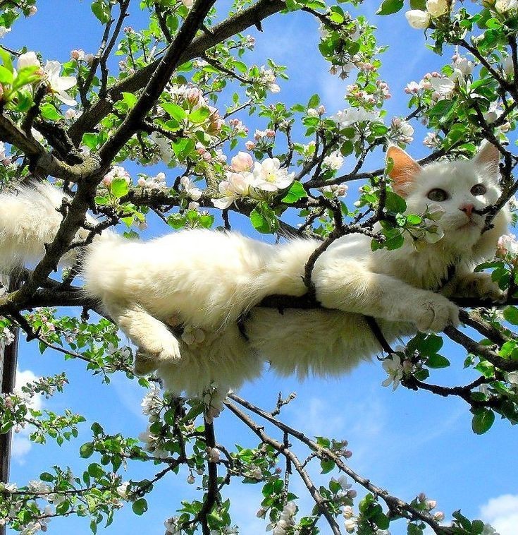 Создать мем: котенок и весна, кот на дереве, котенок на дереве
