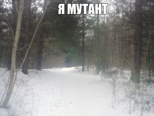 Create meme: boy , forest in the fog, snow cover