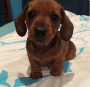 Create meme: dogs puppies, smooth, dwarf Dachshund