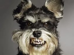 Create meme: dog, the miniature Schnauzer, schnauzer