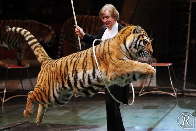 Create meme: Tiger circus, Tula Circus Royal Tigers of Sumatra, Circus Royal Tigers of Sumatra