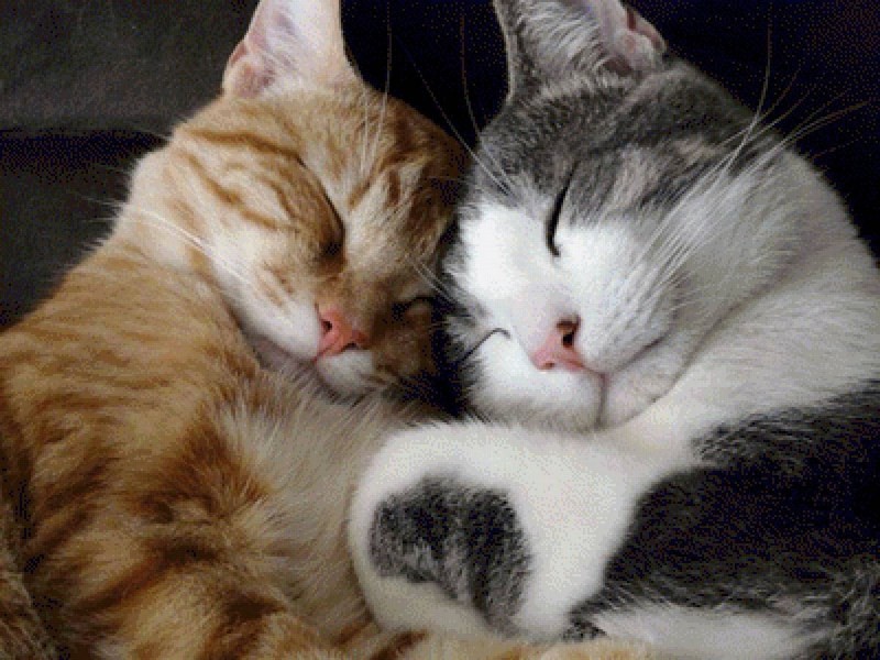 Создать мем: котики обнимашки, кошки спят в обнимку, котики вместе