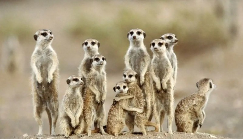 Create meme: the meerkat family, meerkats family, animal meerkat