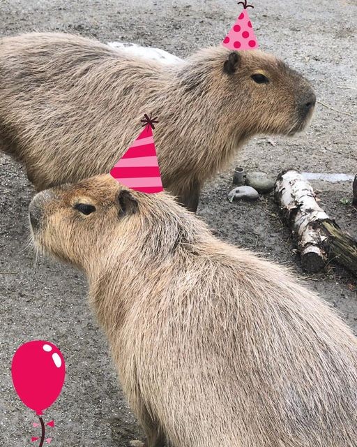 Create meme: capybara is funny, homemade capybara, capybaras