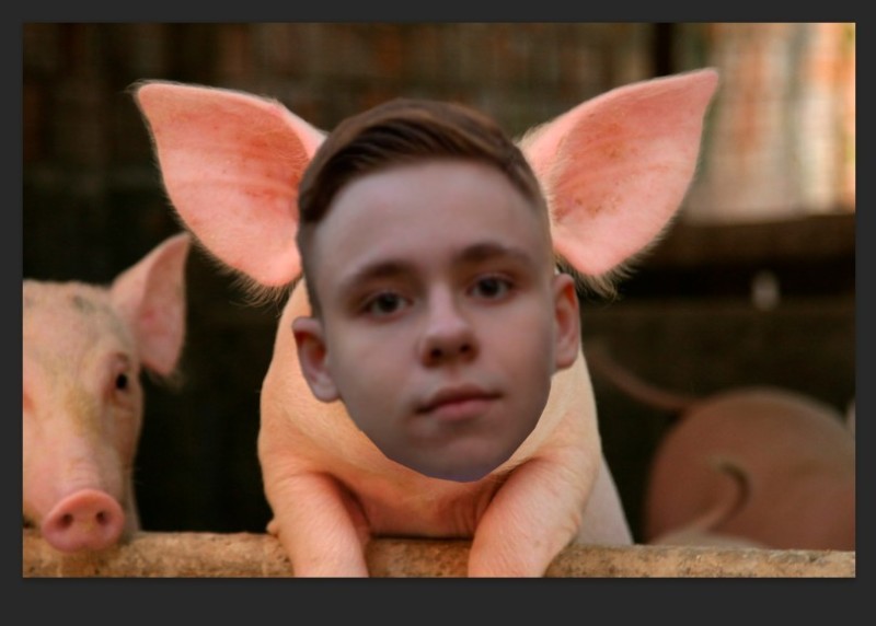 Create meme: pigs, photos of pigs, pure pig