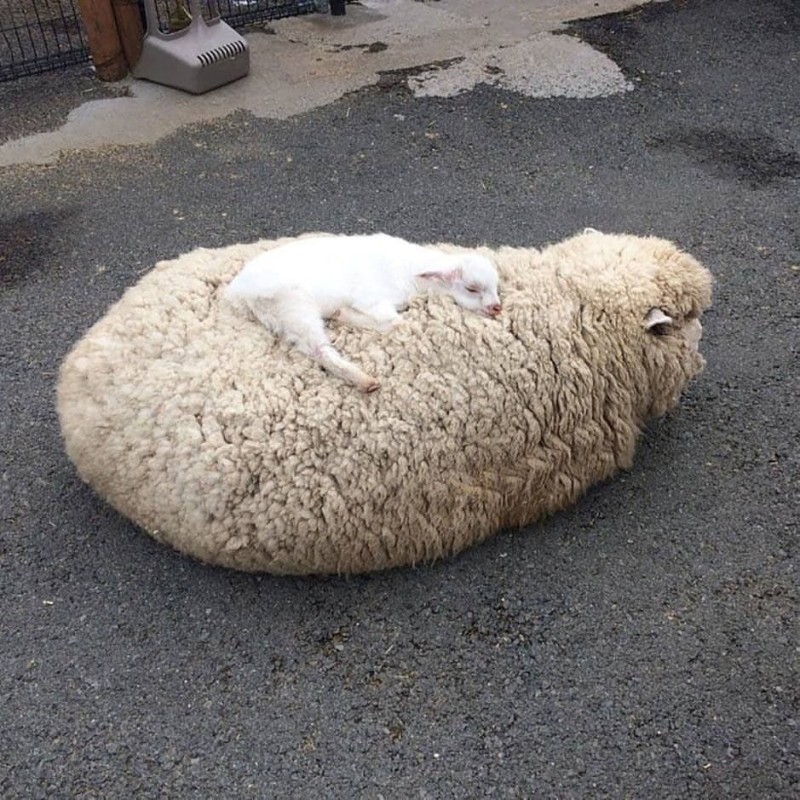Создать мем: породы овец, самые милые животные, овца спит
