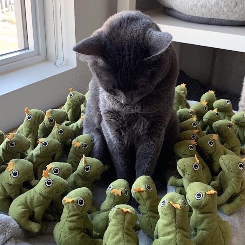 Create meme: cat toy, Mochi the frog cat, cats surrounded