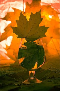 Create meme: leaf, maple, farewell to autumn photo