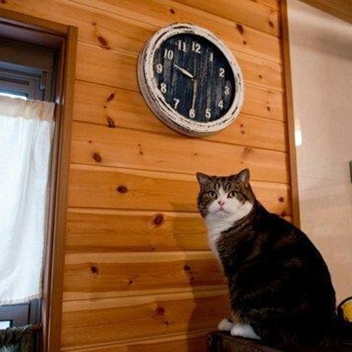 Создать мем: кот смотрит на часы, кот и часы мем, мем с котом и часами