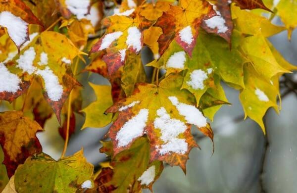 Create meme: autumn snow, snowy autumn, maple leaf